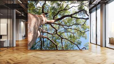 eucalyptus tree view from below with blue sky,Sydney,Australia Wall mural