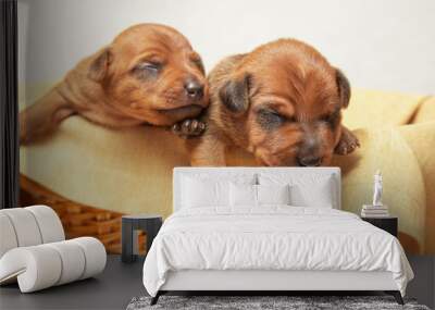 Two puppies from the same brood are lying in a wicker basket. Wall mural