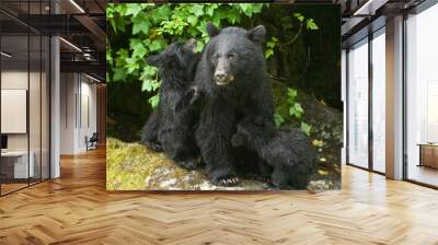 Black Bear Mama and Cub,Anan Creek Wall mural