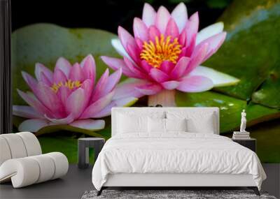 a frog sits on a green lilypad in a small pond under pink waterlilies. Wall mural