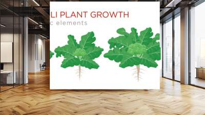 Broccoli plant growth stages infographic elements. Growing process of broccoli from seeds, sprout to mature plant with roots, life cycle of plant isolated on white background vector flat illustration. Wall mural