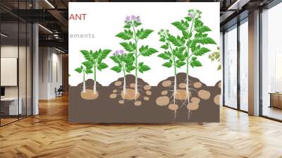 Potatoes plant growing process from seed to ripe vegetables on plants isolated on white background. Potato growth stages, planting process, plant life cycle infographic elements in flat design. Wall mural