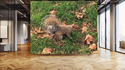 Squirrel at the park Wall mural