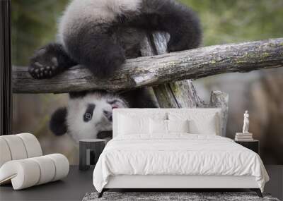 yuan meng baby panda cute Wall mural