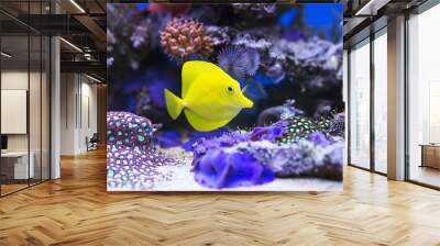 Yellow tang fish in aquarium Wall mural