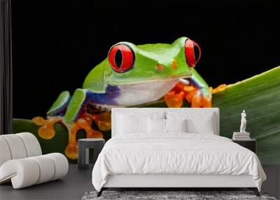 red eyed tree frog Wall mural