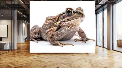 Toad frog isolated on white background screen Amphibians isolated on white Photo realistic photo Wall mural