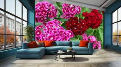 beautiful and colorful sweet williams in the garden Wall mural