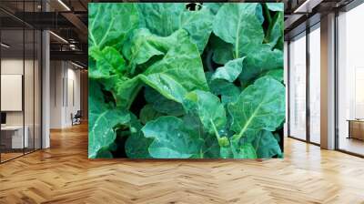 fresh green organic vegetable for healthy food Wall mural