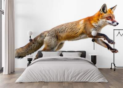  a fox leaping to catch its prey isolated on white background Wall mural