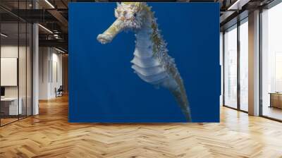 Floating orange and white sea horse in blue water ocean background 3d rendering Wall mural