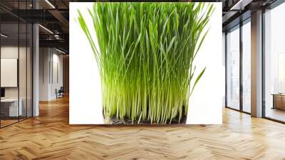 Young wheat grass Wall mural