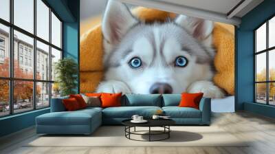 A husky puppy peeking out from under a cozy orange blanket. Wall mural