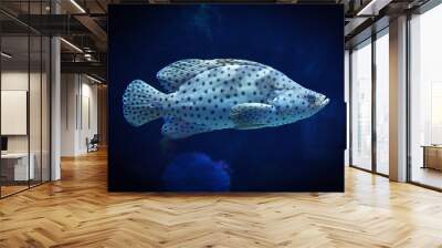 barramundi cod / grouper fish swimming marine life underwater ocean - fish humpback grouper Wall mural