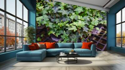 common ivy plant grow on pot in greenhouse, european ivy, english ivy or green ivy (Hedera helix) - tree ornamental plant reduce carbon Wall mural