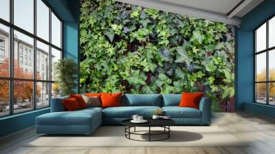 common ivy plant grow on pot in greenhouse, european ivy, english ivy or green ivy (Hedera helix) - tree ornamental plant reduce carbon Wall mural