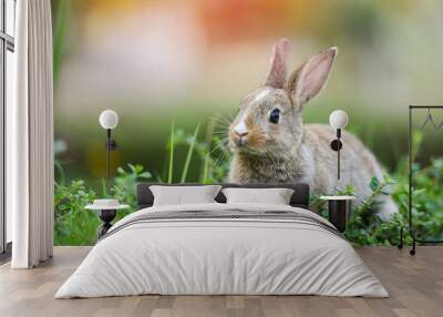 Cute rabbit sitting on green field spring meadow / Easter bunny hunt for festival on grass Wall mural