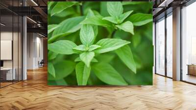 Fresh basil leaves plant tree on nature background / Asian thai green basil leaf Wall mural