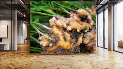 fresh ginger plant farm harvest ginger root plant on agricultural area Wall mural