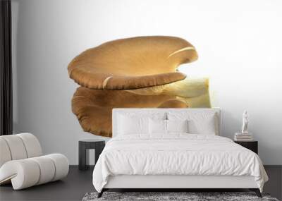 Fresh indian Oyster mushroom isolated on white background / Phoenix or Lung Oyster Wall mural