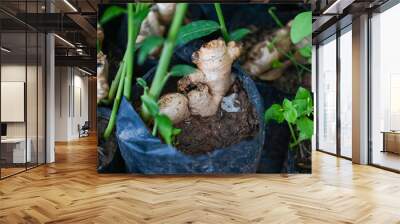 Ginger root on ground pot, nature ginger plant tree cultivate planting on soil , Growing ginger Wall mural