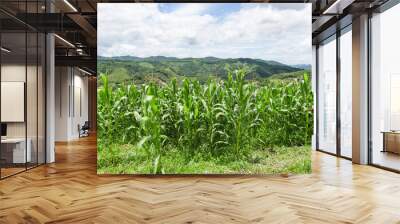 Green corn field in plantation agriculture Asian blue sky background - nature of beautiful morning corn field on the mountain Wall mural