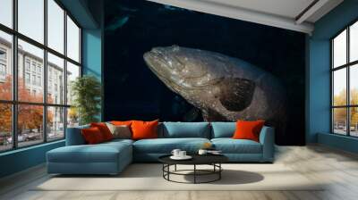 Grouper fish / Dragon giant grouper swimming marine life underwater ocean - Queensland grouper black Wall mural