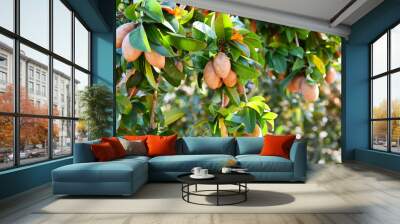 sapodilla fruit on the sapodilla tree plant on summer, sapodilla plum in the garden fruit in thailand Wall mural