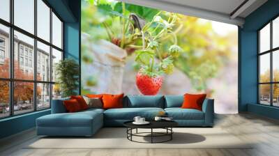 strawberry plant farm, fresh ripe strawberry field for harvest strawberries in pot in the garden fruit strawberry in summer Wall mural