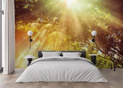 sunlight shine through warm autumn forest ight through the mist fog and trees summer Wall mural