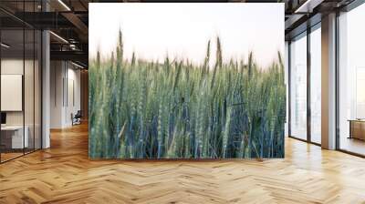 wheat Wall mural