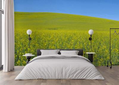 A panorama view of field with  bright yellow canola flowers under a blue sky in the Palouse region,  united states. Wall mural