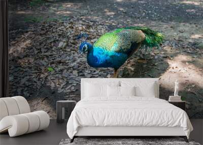 beautiful male peacock with feathers Wall mural