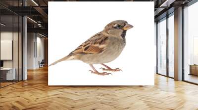 male house sparrow, passer domesticus, isolated on white background Wall mural