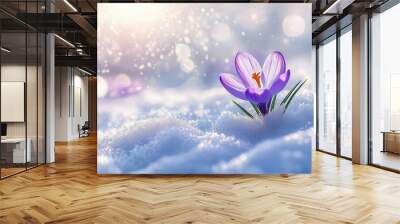 delicate purple crocuses emerging from pristine snow macro shot with bokeh effect soft morning light crystalline snowflakes symbol of resilience and renewal dreamy spring atmosphere Wall mural