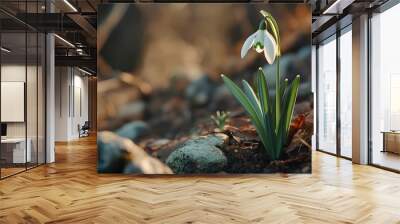 Snowdrop flower captured in detailed nature close-up view image Wall mural