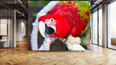 green wing macaw parrot playing Wall mural