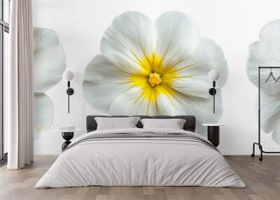 Set of white primrose with a bright yellow center isolated on a transparent background  Wall mural