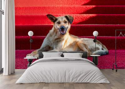 Brown dog on the red carpet. Concept of famous dogs. Wall mural