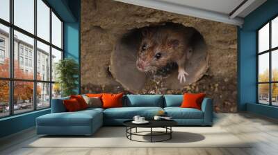 Closeup of rat on a sewer Wall mural