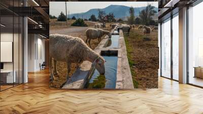 Sheep drink water from concrete trough. Wall mural