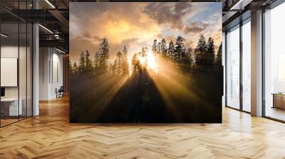 Aerial view of dark green pine trees in spruce forest with sunrise rays shining through branches in foggy autumn mountains. Wall mural