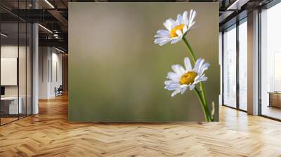 Close-up of two tender beautiful simple white daises with bright yellow hearts lit by morning sun blooming on high stems on blurred foggy soft green background. Beauty and harmony of nature concept. Wall mural