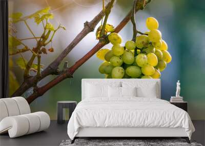 Close-up of vine branch with green leaves and isolated golden yellow ripe grape cluster lit by bright sun on blurred colorful bokeh copy space background. Agriculture, gardening and wine making. Wall mural