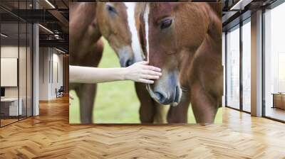 Close-up of young woman hand caressing beautiful chestnut horse head on blurred green sunny summer background. Love to animal, care, tenderness, friendship, faithfulness and farming concept. Wall mural