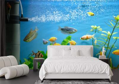 Colorful exotic fish swimming in deep blue water aquarium with green tropical plants Wall mural