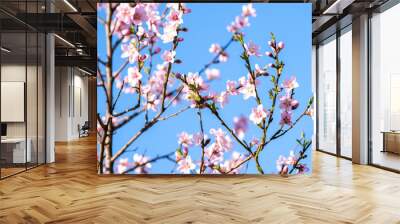 Fruit tree twigs with blooming white and pink petal flowers in spring garden. Wall mural