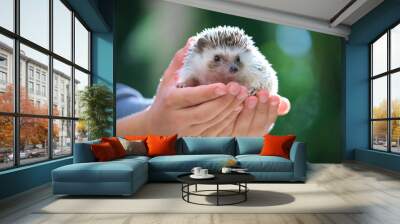 Human hands holding little african hedgehog pet outdoors on summer day. Keeping domestic animals and caring for pets concept Wall mural