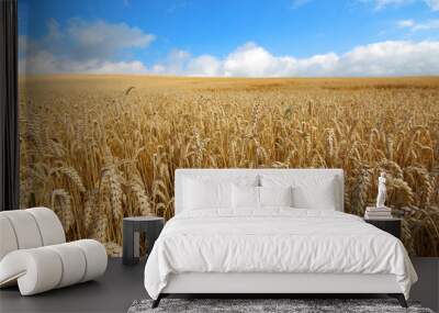 Landscape with warm colored yellow wheat crops on sunny day on rural farmland. Wall mural