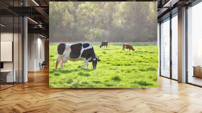 milk cow grazing on green farm pasture on summer day. feeding of cattle on farmland grassland Wall mural